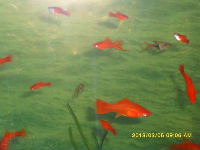 Рыбки в городе Кызыл, фото 3, Аквариумные рыбки