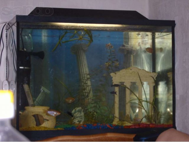 Замечательный аквариум 100 литров с комплектующими в городе Хабаровск, фото 2, Хабаровский край