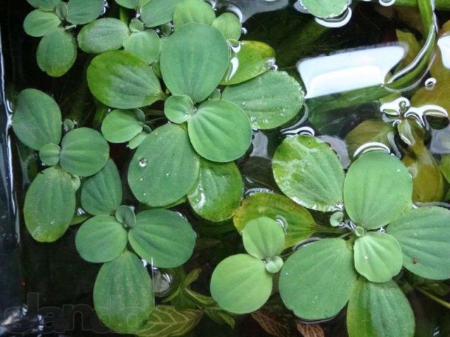 Аквариумные растения в городе Ростов, фото 1, Аквариумные рыбки