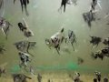 РЫБКИ аквариумные(скалярии) в городе Кинешма, фото 1, Ивановская область