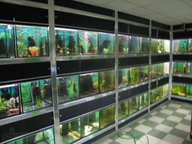 Дизайн аквариумов и продажа аквариумных рыб в городе Обнинск, фото 1, Аквариумные рыбки