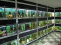 Дизайн аквариумов и продажа аквариумных рыб в городе Обнинск, фото 1, Калужская область