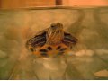 Продам НЕДОРОГО 2х черепашек с аквариумом в городе Волгодонск, фото 1, Ростовская область
