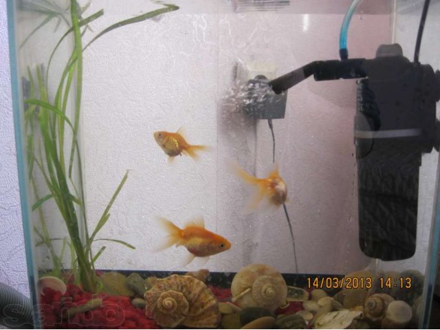 Продам аквариум с золотыми рыбками в городе Курган, фото 1, Аквариумные рыбки