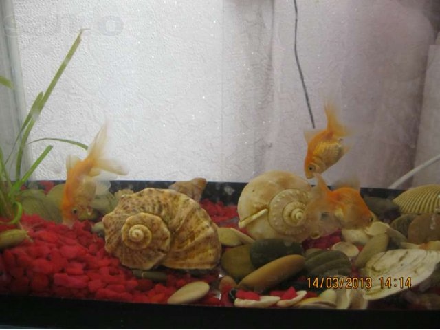 Продам аквариум с золотыми рыбками в городе Курган, фото 3, стоимость: 2 000 руб.