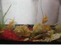 Продам аквариум с золотыми рыбками в городе Курган, фото 3, Аквариумные рыбки