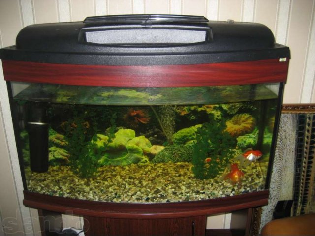 Продается аквариум с двумя золотыми рыбками в городе Сургут, фото 1, Аквариумные рыбки