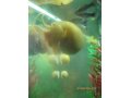 Продаю аквариумных улиток-ампулярий гигантских желтых, Балашиха в городе Балашиха, фото 1, Московская область