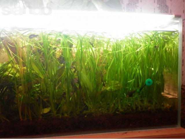 Аквариумные растения в городе Тула, фото 3, Аквариумные рыбки