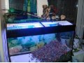 Продам офисный аквариум 200 л. в городе Кострома, фото 1, Костромская область