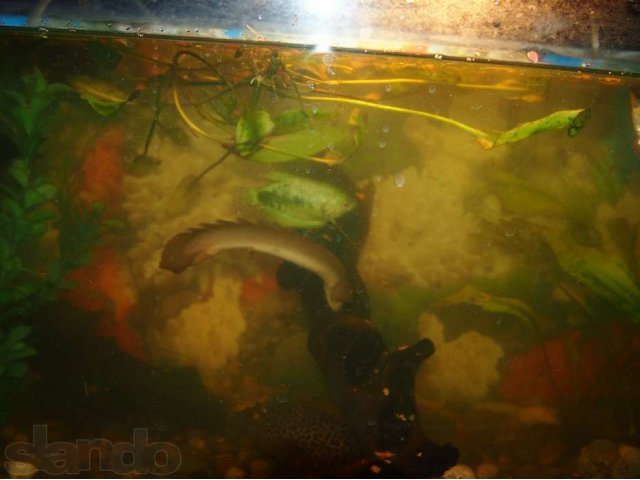 Аквариумы в городе Тольятти, фото 6, Аквариумные рыбки