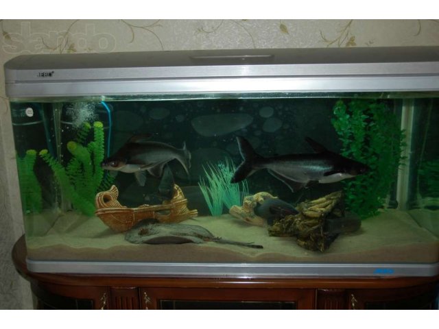 Продам аквариум 350л. (Jebo) С рыбой в городе Пенза, фото 1, Аквариумные рыбки