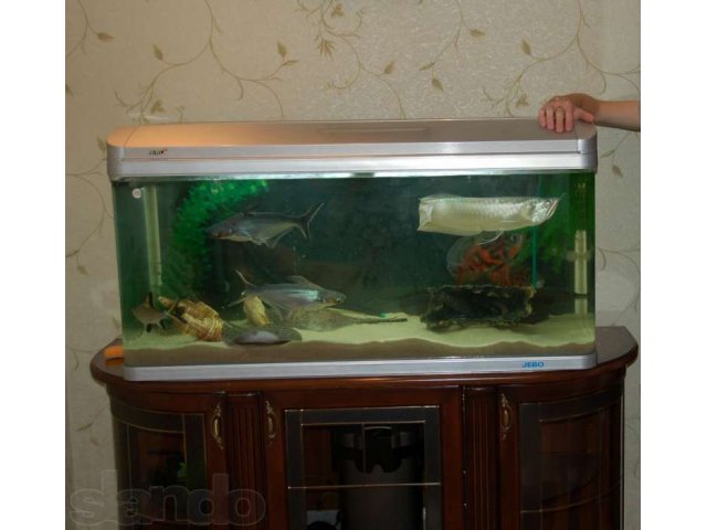Продам аквариум 350л. (Jebo) С рыбой в городе Пенза, фото 2, Пензенская область