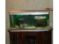 Продам аквариум 350л. (Jebo) С рыбой в городе Пенза, фото 2, стоимость: 25 000 руб.