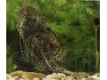пара сомиков (ancistrus dolichopterus) 1,3 года в городе Киров, фото 1, Кировская область