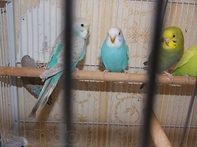 Птенцы волнистые попугайчики/1месяц/ от заводчика! в городе Владивосток, фото 4, стоимость: 850 руб.