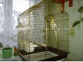 Клетка с попугаем(корелла) в городе Набережные Челны, фото 1, Татарстан