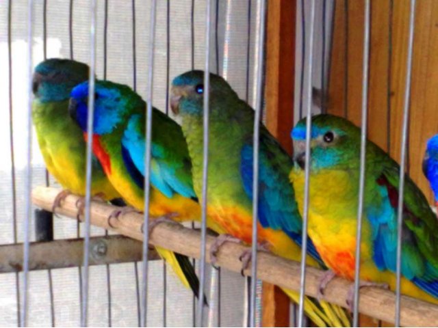Лазурные травяные попугайчики в городе Краснодар, фото 2, стоимость: 3 500 руб.