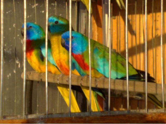Лазурные травяные попугайчики в городе Краснодар, фото 3, Птицы