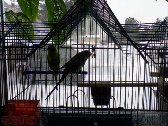 Продам волнистых попугайчиков в городе Сургут, фото 1, Птицы