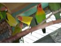 Продам попугаев неразлучники в городе Бийск, фото 1, Алтайский край