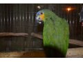 Продам Амазонского попугая зеленый в городе Краснодар, фото 1, Краснодарский край