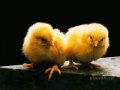 Цыплята бройлеры (молодняк)КРУГЛЫЙ ГОД в городе Омск, фото 1, Омская область