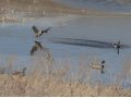 Подсадные утки для охоты в городе Иркутск, фото 2, стоимость: 3 000 руб.