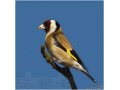 Продам:Певчих птиц в городе Белореченск, фото 1, Краснодарский край