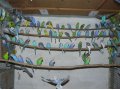 Продаю волнистых попугаев в городе Краснодар, фото 1, Краснодарский край