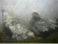 Продам цыплят в городе Благовещенск, фото 1, Амурская область