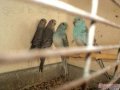 Певчие попугаи в городе Уфа, фото 1, Башкортостан