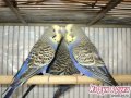 Волнистые попугаи в городе Уфа, фото 1, Башкортостан