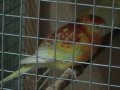 певчие попугаи в городе Краснодар, фото 1, Краснодарский край
