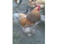 Цыплята разных пород, гусята горьковской породы с личного подворья. в городе Пенза, фото 1, Пензенская область