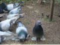 Продам: голубей. в городе Белореченск, фото 1, Краснодарский край
