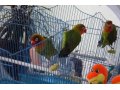 Продам попугайчиков не разлучников в городе Кострома, фото 1, Костромская область
