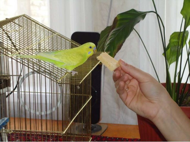 Возьму в добрые ручки в городе Сочи, фото 1, стоимость: 0 руб.