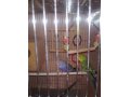 Продам пару волнистых попугаев в городе Тюмень, фото 1, Тюменская область