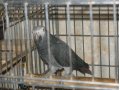 попугай жако в городе Тюмень, фото 1, Тюменская область