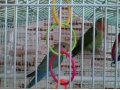 попугаи Не разлучники в городе Горно-Алтайск, фото 1, Алтай