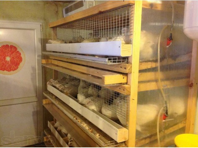 Цыплята от породных куриц, перепела, клетки на заказ. в городе Арамиль, фото 1, Птицы