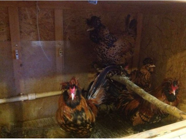 Цыплята от породных куриц, перепела, клетки на заказ. в городе Арамиль, фото 2, Свердловская область