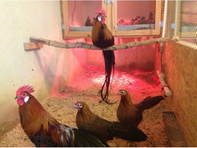 Цыплята от породных куриц, перепела, клетки на заказ. в городе Арамиль, фото 3, стоимость: 70 руб.