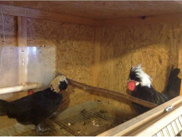 Цыплята от породных куриц, перепела, клетки на заказ. в городе Арамиль, фото 4, Птицы