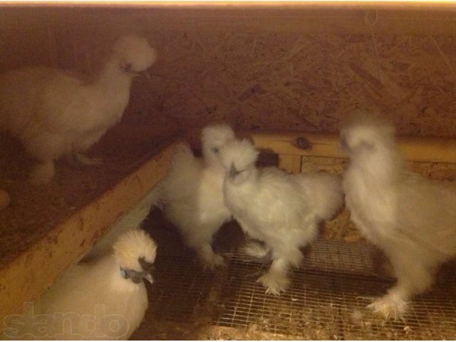 Цыплята от породных куриц, перепела, клетки на заказ. в городе Арамиль, фото 5, Свердловская область