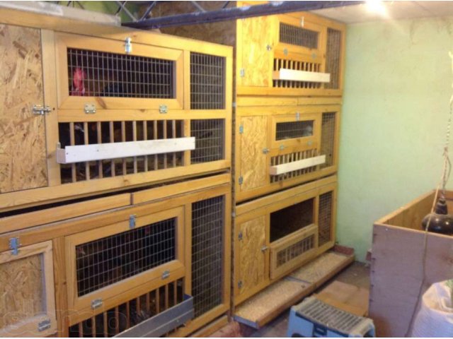 Цыплята от породных куриц, перепела, клетки на заказ. в городе Арамиль, фото 7, Птицы
