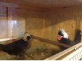 Цыплята от породных куриц, перепела, клетки на заказ. в городе Арамиль, фото 4, Свердловская область