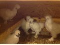 Цыплята от породных куриц, перепела, клетки на заказ. в городе Арамиль, фото 5, стоимость: 70 руб.