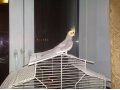 продам попугая корелла. в городе Тюмень, фото 1, Тюменская область